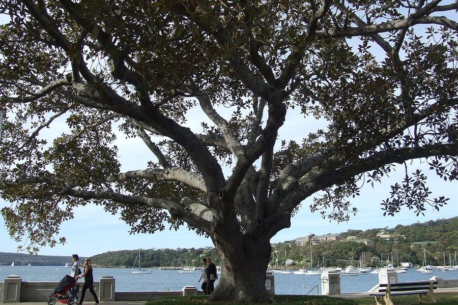 Families under the Moreton Bay fig on the lawn at Balmoral Beach, Mosman, looking across the harbour to Middle Head